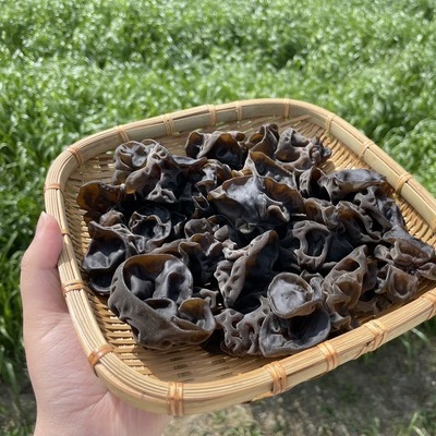 [반석대군농장] 국내산 생 목이버섯  1kg